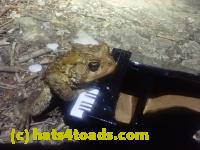 /home//u458753944/public_html/sourcegallery//Roxborough Toad Detour/2026/2026-04-13/P4131617.JPG